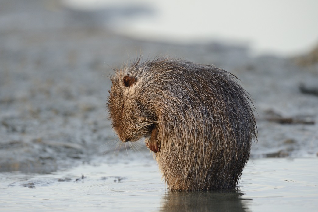 Nutria cantante